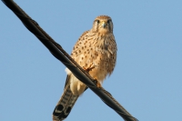 Bildergalerien/Kanaren Wirbeltiere/Voegel 1 Brandschwalben-Habichtartige/Falken/Turmfalke-Westkanarischer-2ff_Falco-tinnunculus-canariensis.jpg